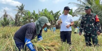BULOG Mulai Serap Gabah Petani 2026, HPP GKP Ditetapkan Rp6.500 per Kg