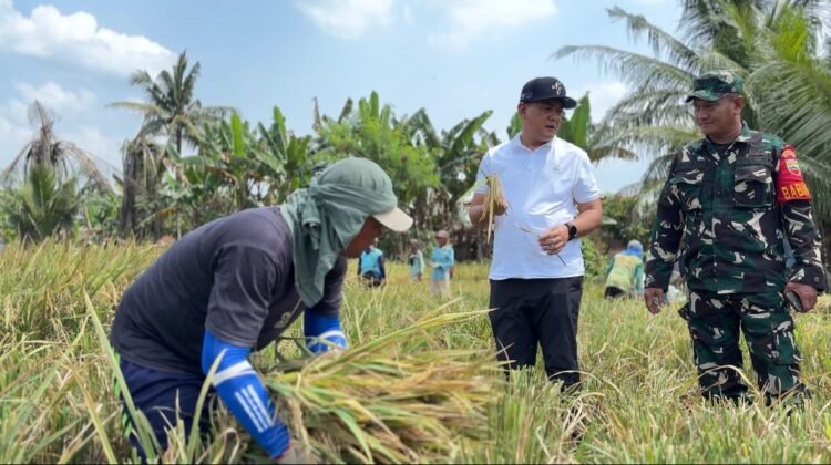 BULOG Mulai Serap Gabah Petani 2026, HPP GKP Ditetapkan Rp6.500 per Kg