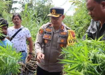Polres Tanah Karo Ungkap Ladang Ganja di Desa Cinta Rakyat, 33 Batang Tanaman Disita