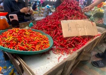 Harga Cabai Terpuruk Setelah Sempat Naik Tajam, Namun Dibayangi Harga Mahal Di Sejumlah Daerah