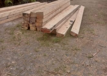 Diduga Marak Penebangan Kayu Ilegal di Siosar, Warga Resah