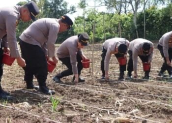 Dukung Swasembada Pangan, Polres Tanah Karo Tanam Jagung Serentak 