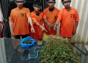 Empat Pria Diciduk Unit 1 Satnarkoba Polres Karo, 75 Batang Ganja Ditemukan di Perladangan Karo