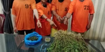Empat Pria Diciduk Unit 1 Satnarkoba Polres Karo, 75 Batang Ganja Ditemukan di Perladangan Karo