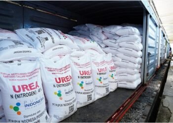 Pupuk Subsidi Langka di Tigabinanga, Petani Jagung Terancam Gagal Panen