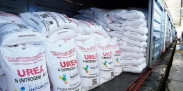 Pupuk Subsidi Langka di Tigabinanga, Petani Jagung Terancam Gagal Panen