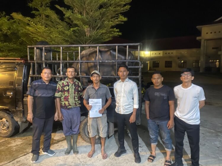 Curi Kerbau, Pria di Palas Diringkus Warga dan Polisi, Pelaku Diamankan di Sat Reskrim Polres