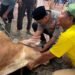 Wujud Kepedulian Kepada Masyarakat, Kapolres Langkat Pimpin Penyembelihan Hewan Qurban
