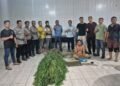 Polresta Deli Serdang Ungkap Keberadaan Ladang Ganja di Tanjung Morawa, Intip Kronologisnya!