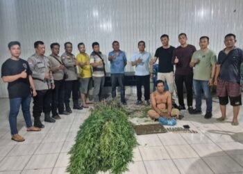 Polresta Deli Serdang Ungkap Keberadaan Ladang Ganja di Tanjung Morawa, Intip Kronologisnya!