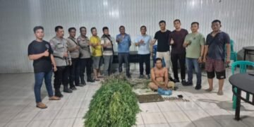 Polresta Deli Serdang Ungkap Keberadaan Ladang Ganja di Tanjung Morawa, Intip Kronologisnya!