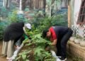 Alfamidi Medan Lanjutkan Aksi Hijau TOGA di Kampung Merdeka Alfamidi