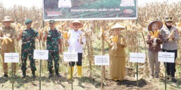 Plt. Bupati Tiorita Pimpin Panen Raya Jagung, Perkuat Swasembada Pangan di Langkat