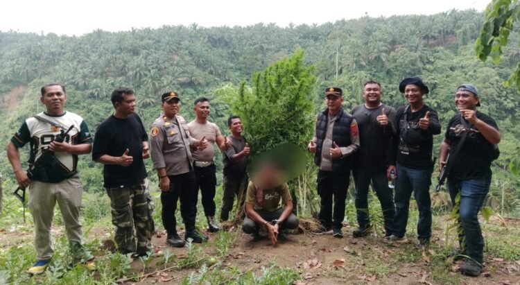 Polsek Kuala Amankan Ladang Ganja di Desa Garunggang dan Satu Pelaku