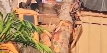 Pohon Tumbang Timpa Truk di Desa Pematang Tengah