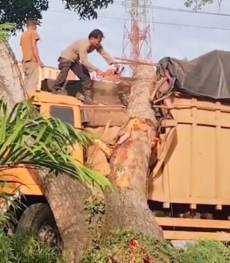 Pohon Tumbang Timpa Truk di Desa Pematang Tengah