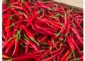 Pasokan Cabai Merah ke Kota Medan Naik Tajam, Petani Terancam Penurunan Harga