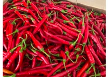 Pasokan Cabai Merah Ke Kota Medan Naik Tajam, Petani Terancam Penurunan Harga