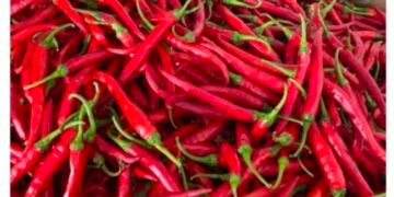 Pasokan Cabai Merah Ke Kota Medan Naik Tajam, Petani Terancam Penurunan Harga
