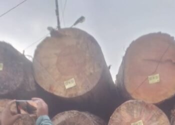 Kasus Penebangan Kayu di Kuta Pengkih, Walantara Minta APH Tangkap Semua yang Terlibat