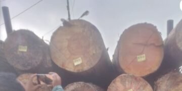Kasus Penebangan Kayu di Kuta Pengkih, Walantara Minta APH Tangkap Semua yang Terlibat