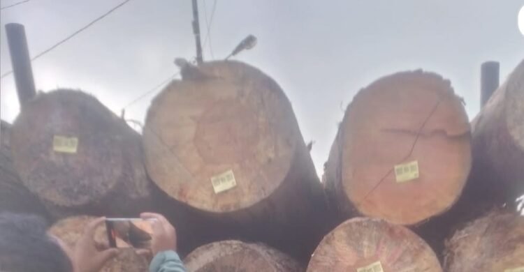 Kasus Penebangan Kayu di Kuta Pengkih, Walantara Minta APH Tangkap Semua yang Terlibat