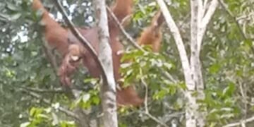 GJI dan LPHD Permata Hijau Temukan Titik Sarang Orang Utan Tapanuli di Penyanggah Gunung Lubuk Raya