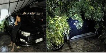 Dua Mobil Dinas Ketua DPRD Medan Tertimpa Pohon, Pemko Disorot: Sudah Disurati tapi Tak Dipangkas