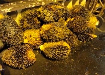 Maling Sawit di Perkebunan Sei Semayang Ditangkap Polsek Medan Sunggal