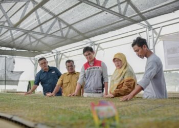 Pulih Pasca Banjir, Kelompok Tani Pertamina EP Rantau Panen Cabai